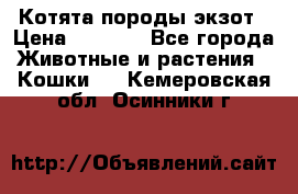 Котята породы экзот › Цена ­ 7 000 - Все города Животные и растения » Кошки   . Кемеровская обл.,Осинники г.